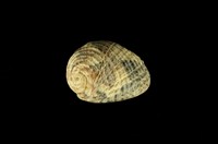 藏品(花圓蜑螺)的圖片